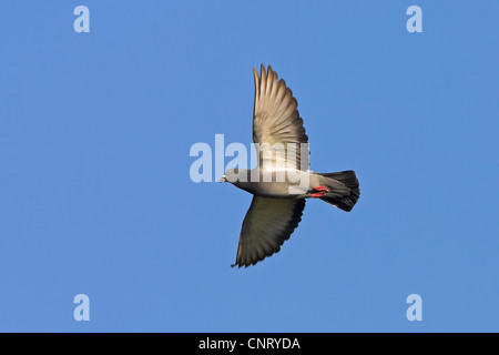 domestic pigeon (Columba livia f. domestica), flying, Germany, Baden-Wuerttemberg Stock Photo