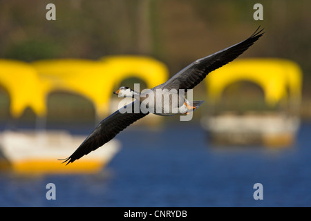 bar-headed goose (Anser indicus), flying in front of the yellow paddleboats, Germany, Baden-Wuerttemberg, Luisenpark Mannheim, Mannheim Stock Photo