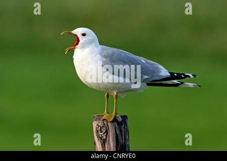 mew gull (Larus canus), sitting on a wooden post, calling, Netherlands, Texel Stock Photo