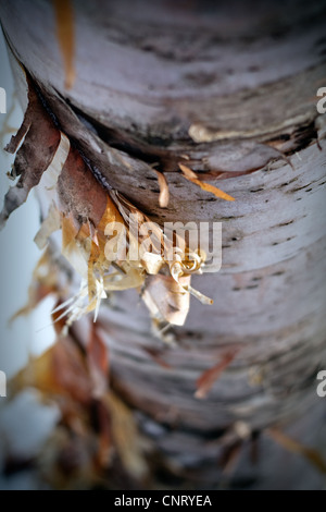 Close up of the bark peeling off a birch tree in winter Stock Photo