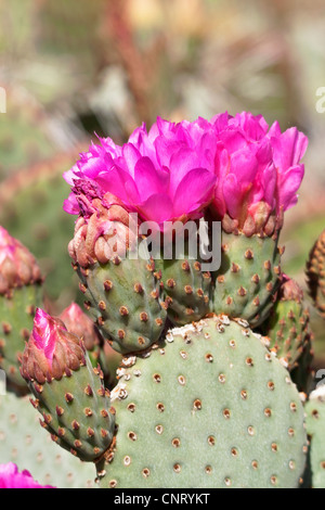 Cactus in bloom in Arizona, southwestern Sonoran desert. Stock Photo