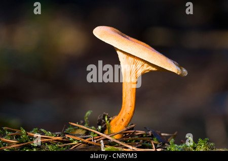 False chanterelle (Hygrophoropsis aurantiaca) fungus growing amongst fallen pine needles in Brede High Woods. Stock Photo