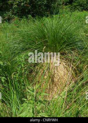 greater tussock-sedge (Carex paniculata), in a marsh meadow, Germany, North Rhine-Westphalia, NSG Langeloh Stock Photo