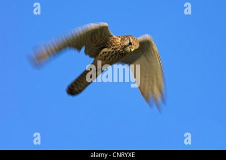 common kestrel (Falco tinnunculus), common kestrel in flight hovering, Germany, Rhineland-Palatinate Stock Photo