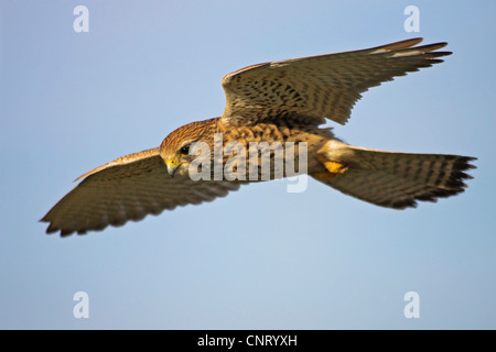 common kestrel (Falco tinnunculus), in flight, Germany, Rhineland-Palatinate Stock Photo