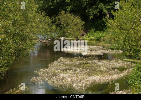 river water-crowfoot (Ranunculus fluitans), creek with flowering water-crowfoot, Germany Stock Photo