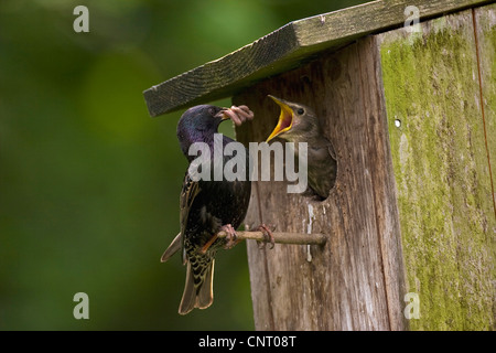 common starling (Sturnus vulgaris), at nest box, feeds begging chick, Germany Stock Photo