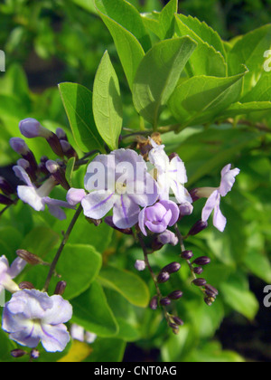 Blue sky flower, Pigeon berry (Duranta erecta, Duranta repens, Duranta plumieri), blooming Stock Photo