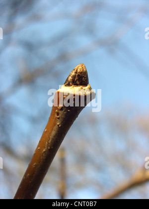Yellow Wood (Cladrastis lutea), twig with winter bud Stock Photo