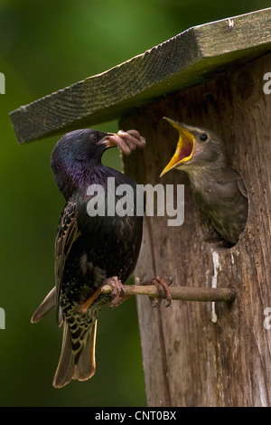 common starling (Sturnus vulgaris), adult feeds begging chick in nest box, Germany Stock Photo