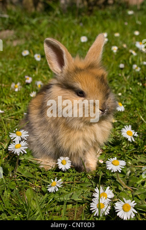 dwarf rabbit (Oryctolagus cuniculus f. domestica), on a meadow with lawn daisy in spring, Germany Stock Photo
