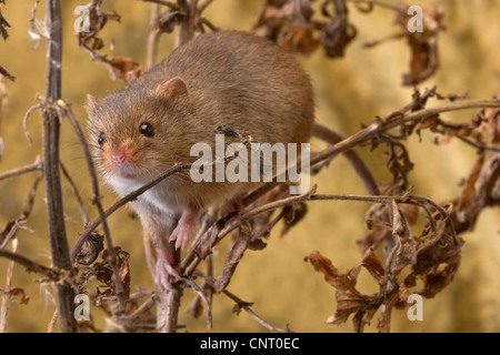Old World harvest mouse (Micromys minutus), climbs on shrub Stock Photo
