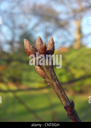 northern red oak (Quercus rubra), twig with winter buds Stock Photo