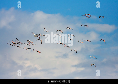 greater flamingo (Phoenicopterus roseus, Phoenicopterus ruber roseus), group in flight, Spain Stock Photo