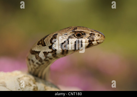 European glass lizard, armored glass lizard (Ophisaurus apodus, Pseudopus apodus), Portrait of a juvenile, Greece, Peloponnes, Messinien Stock Photo