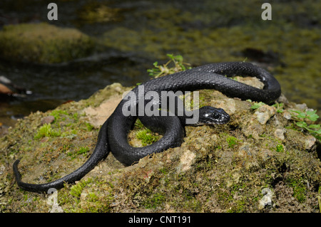 dice snake (Natrix tessellata), melanistic dice snake, Greece, Creta Stock Photo