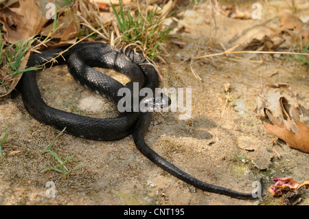 dice snake (Natrix tessellata), black dice snake, melanism, Greece, Creta, Kournas See Stock Photo