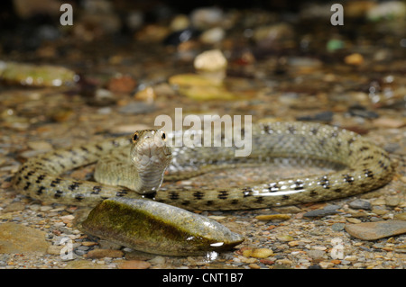 dice snake (Natrix tessellata), in the water of a creek, reptile of the year 2009, Greece, Creta, Kournas See Stock Photo