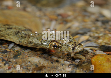 dice snake (Natrix tessellata), in water, portrait, Greece, Creta, Kournas See Stock Photo