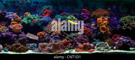 Coral reef aquarium for fluoresceent corals and other Cnidaria Stock Photo