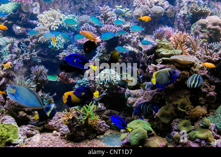 horn corals (Acropora spec.), Large and stunning coral reef aquarium with stony corals (mainly Acropora spp.) and fishes Stock Photo