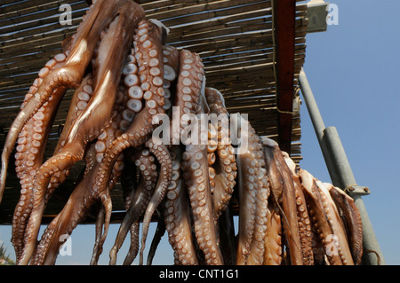 Drunk octopus hi-res stock photography and images - Alamy