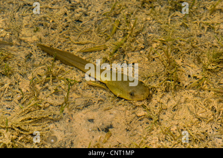 bullfrog, American bullfrog (Lithobates catesbeianus, Rana catesbeiana), tadpole, Greece, Creta Stock Photo