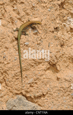 Iberian wall lizard (Podarcis hispanica s. str. , Lacerta hispanica s. str.), climbs on wall, Spain, Murcia Stock Photo