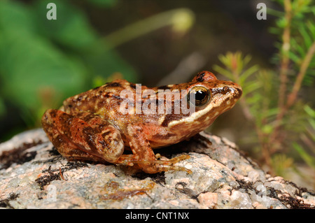 Iberian frog, Spanish frog (Rana iberica), on stone, Portugal, Nationalpark Peneda Geres Stock Photo