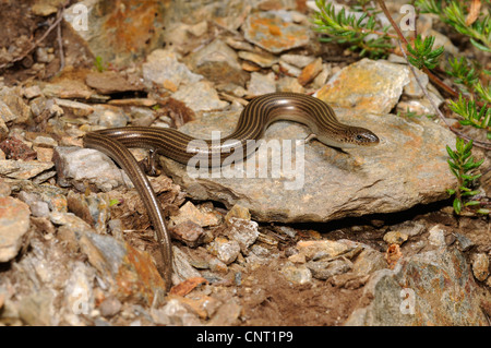 Western Three-toed Skink (Chalcides striatus), lying on stones, Portugal Stock Photo