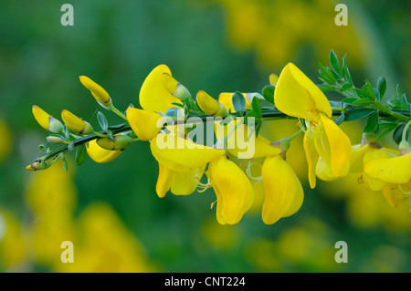 Scotch broom (Cytisus scoparius, Sarothamnus scoparius), flowers on twig, Germany, North Rhine-Westphalia, Dingdener Heide Stock Photo