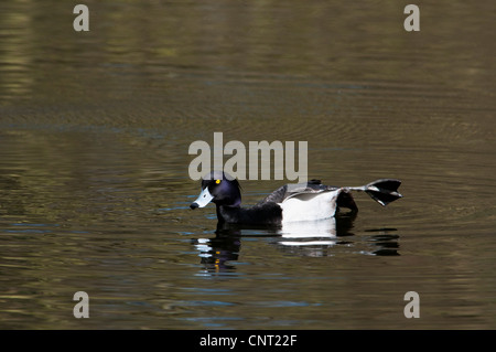An adult male tufted duck (Aythya fuligula) swimming in the North Lake at Sevenoaks Wildlife Reserve, Kent Stock Photo
