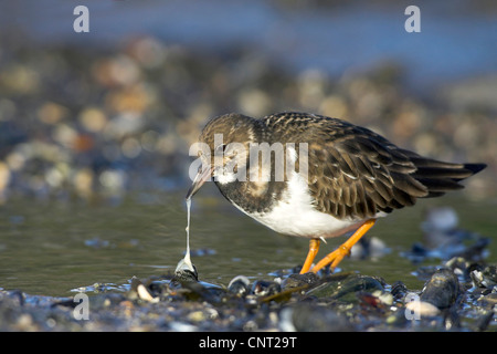 ruddy turnstone (Arenaria interpres), feeds on mussel, Netherlands Stock Photo