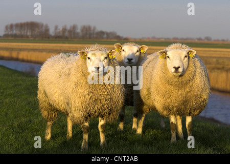 Texel sheep (Ovis ammon f. aries), three individuals in evening light, Netherlands, Frisia Stock Photo