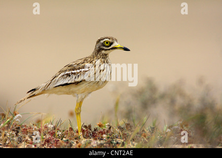 stone-curlew (Burhinus oedicnemus), in habitat, Canary Islands, Lanzarote Stock Photo