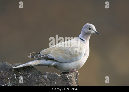 collared dove (Streptopelia decaocto), on a rock, Canary Islands, Lanzarote Stock Photo