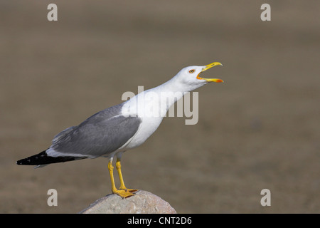 yellow-legged gull (Larus cachinnans), calls, France, Camargue Stock Photo
