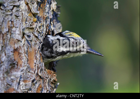 three-toed woodpecker (Picoides tridactylus), looks out of tree cave, Finland, Kuusamo Stock Photo