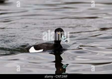 An adult male tufted duck (Aythya fuligula) fitted with a nasal saddle swimming in the Serpentine in Hyde Park, London. Stock Photo