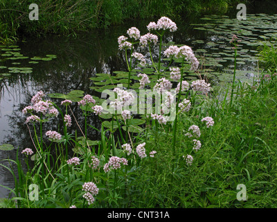 common valerian, all-heal, garden heliotrope, garden valerian (Valeriana officinalis), on shore, Germany Stock Photo
