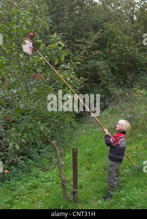 apple tree (Malus domestica), boy harvesting apples, Germany Stock Photo