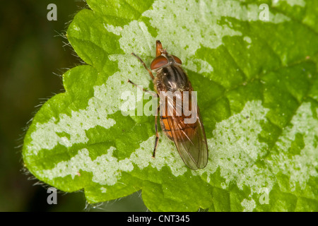 Rhingia campestris (Rhingia campestris), sitting on the green leaf of a dead-nettle Stock Photo