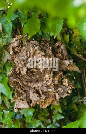 winter wren (Troglodytes troglodytes), nest hidden in a hedge, Germany Stock Photo