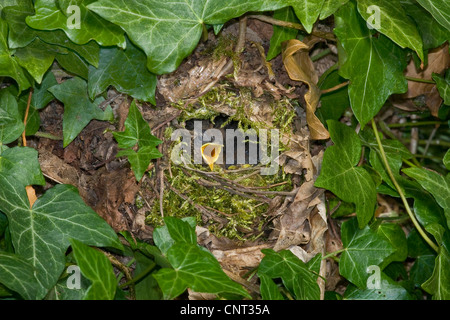 Eurasian wren (Troglodytes troglodytes), nest hidden in Ivy with fledgling Stock Photo