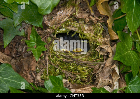 Eurasian wren (Troglodytes troglodytes), nest hidden in Ivy with fledglings Stock Photo