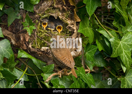 Eurasian wren (Troglodytes troglodytes), adult feeding fledglings in the nest Stock Photo