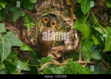 Eurasian wren (Troglodytes troglodytes), adult feeding fledglings in the nest Stock Photo