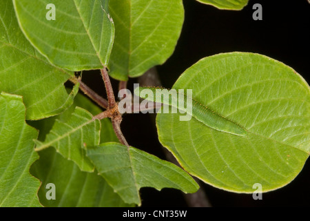 brimstone (Gonepteryx rhamni), caterpillar feeding on Black Dogwood Stock Photo