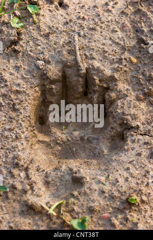 Old World badger, Eurasian badger (Meles meles), footprint in the soil, Germany Stock Photo