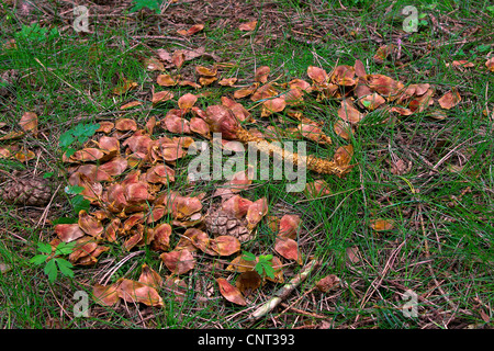 European red squirrel, Eurasian red squirrel (Sciurus vulgaris), eaten spruce cones Stock Photo